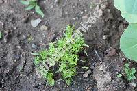 Anthriscus cerefolium (L.) Hoffm. (Cerefolium sativum Bess.)