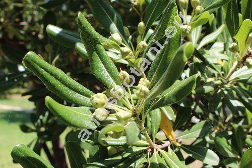 Pittosporum tobira (Thunb.) Ait. (Euonymus tobira Thunb.)