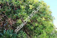 Pittosporum tobira (Thunb.) Ait. (Euonymus tobira Thunb.)