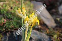 Iris danfordiae Boiss. (Iridodictyum danfordiae (Boiss.) Rodion.)