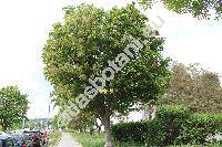 Fraxinus ornus L. (Ornus europaea L.)