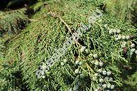 Chamaecyparis lawsoniana (Murray) Parl. (Cupressus lawsoniana Murray)