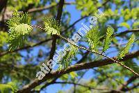 Metasequoia glyptostroboides Hu et Cheng