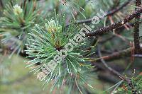 Pinus rotundata Link (Pinus uncinata var. rotundata, Pinus rotundata auct., Pinus uliginosa Neum., Pinus mugo subsp. rotundata)