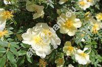 Rosa hugonis Hemsl.