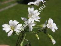 Cerastium arvense L.