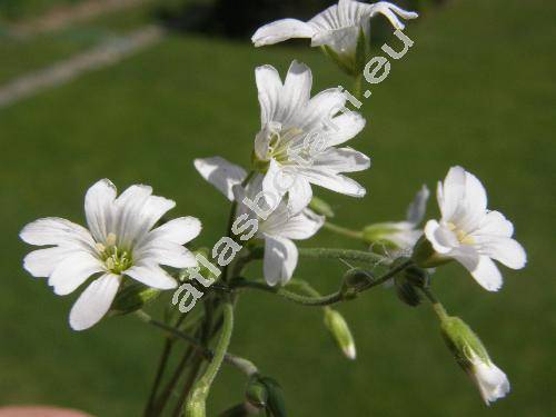 Cerastium arvense L.