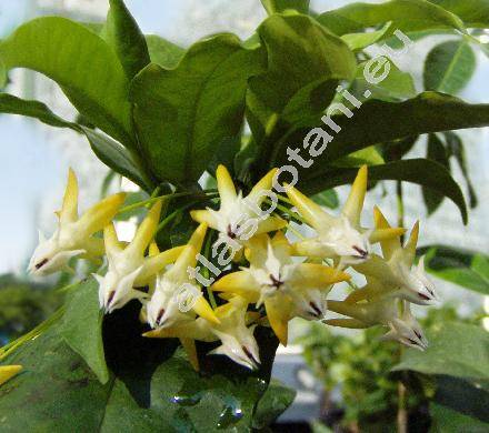 Hoya multiflora Blume (Centrostemma multiflorum Decne., Asclepias carnosa Blanco, Cyrtoceras coriaceum Heynh.)