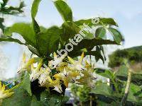 Hoya multiflora Blume (Centrostemma multiflorum Decne., Asclepias carnosa Blanco, Cyrtoceras coriaceum Heynh.)