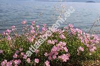 Oenothera speciosa 'Evening Primrose' (Oenothera speciosa Nutt., Hartmannia speciosa Nutt., Xylopleurum drummondii Spach, Xylopleurum nuttallii Spach)