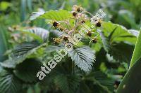 Fragaria moschata (Duchesne) Weston (Fragaria elatior (Thuill.) Ehrh.)