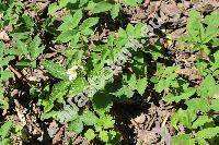 Fragaria moschata (Duchesne) Weston (Fragaria elatior (Thuill.) Ehrh.)