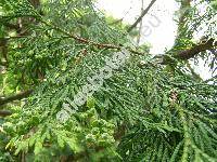 Thuja plicata Don (Thuja plicata Donn ex Don)