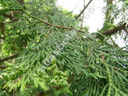 Thuja plicata Don (Thuja plicata Donn ex Don)