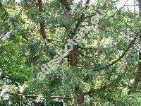 Thuja plicata Don (Thuja plicata Donn ex Don)