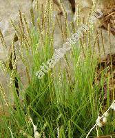 Sesleria autumnalis (Scop.) Schultz (Sesleria elongata Host)