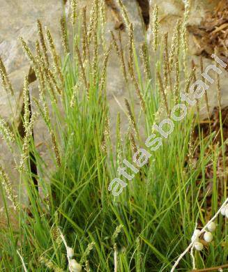 Sesleria autumnalis (Scop.) Schultz (Sesleria elongata Host)