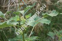 Iva xanthiifolia Nutt. (Cyclachaena xanthiifolia (Nutt.) Fres.)