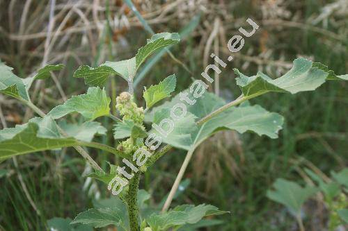 Iva xanthiifolia Nutt. (Cyclachaena xanthiifolia (Nutt.) Fres.)