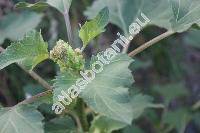 Iva xanthiifolia Nutt. (Cyclachaena xanthiifolia (Nutt.) Fres.)