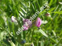 Vicia sativa L. (Faba sativa L.)