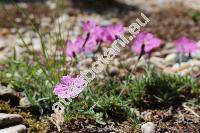 Dianthus sylvestris Wulf.