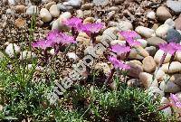 Dianthus sylvestris Wulf.