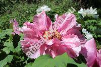 Paeonia suffruticosa Andrews (Paeonia arborea Donn, Paeonia moutan Sims)