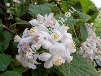 Deutzia hybrida 'Mont Rose'