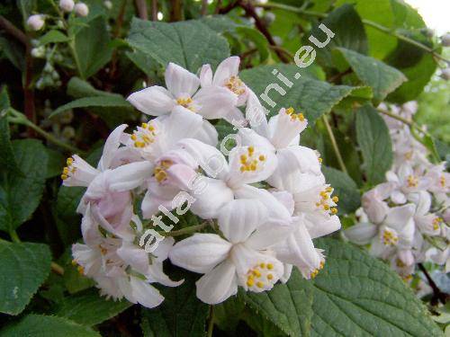 Deutzia hybrida 'Mont Rose'