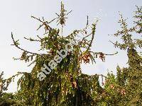 Picea abies 'Virgata'
