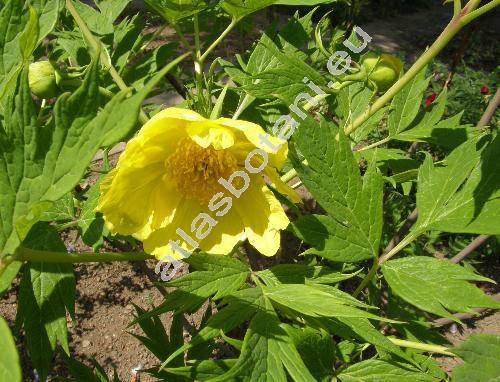 Paeonia lutea Del. ex Franch.