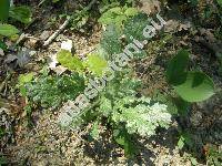 Senecio rupestris Waldst. et Kit. (Senecio laciniatus Bertol.)