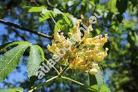 Aesculus flava Ait. (Pavia flava (Ait.) Moench, Aesculus lutea Wang., Aesculus octandra Marsh., Pavia lutea Poir.)