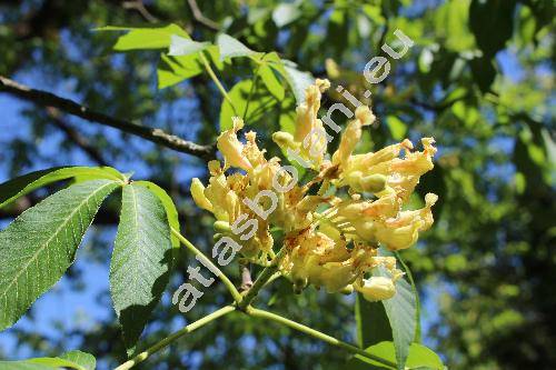 Aesculus flava Ait. (Pavia flava (Ait.) Moench, Aesculus lutea Wang., Aesculus octandra Marsh., Pavia lutea Poir.)