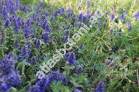 Ajuga genevensis L. (Bugula genevensis (L.) Mill., Teucrium genevense (L.) Crantz)