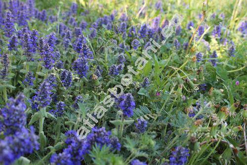 Ajuga genevensis L. (Bugula genevensis (L.) Mill., Teucrium genevense (L.) Crantz)