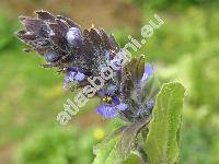 Ajuga genevensis L. (Bugula genevensis (L.) Mill., Teucrium genevense (L.) Crantz)