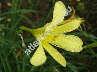 Hemerocallis minor Mill. (Hemerocallis graminea)