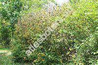 Kerria japonica (L.) DC. 'Pleniflora' (Rubus japonicus L., Corchorus japonicus (L.) Thunb.)