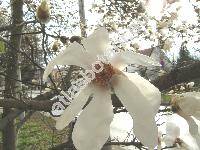 Magnolia kobus DC.