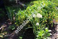 Fritillaria meleagris 'Alba'