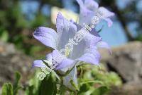 Campanula tridentata Schreb. (Campanula aucheri agg., Hemisphaera tridentata (Schreb.) Kol.)