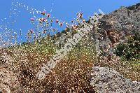Centaurea calcitrapa L. (Calcitrapa stellaris Hill)