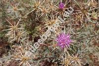 Centaurea calcitrapa L. (Calcitrapa stellaris Hill)