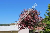 Crataegus monogyna 'Rubra Plena' (Crataegus apiifolia Med., Mespilus monogyna (Jacq.) All.)