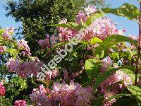 Deutzia 'Codsall Pink'