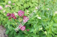 Astrantia major 'Star Of Beauty'