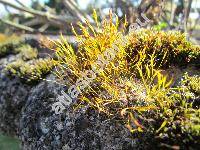 Tortula muralis Hedw. (Tortula muralis agg., Protobryum, Pottia)