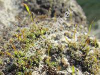 Tortula muralis Hedw. (Tortula muralis agg., Protobryum, Pottia)